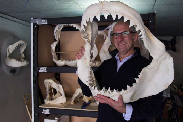 How do you 'restore' a shark's jaw? - ABC Sydney