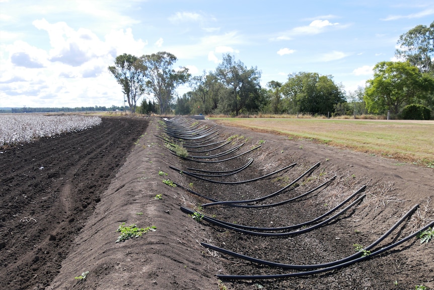 A dry irrigation channel next to a field of blooming cotton. It has thin, long black poly pipes along its width. 