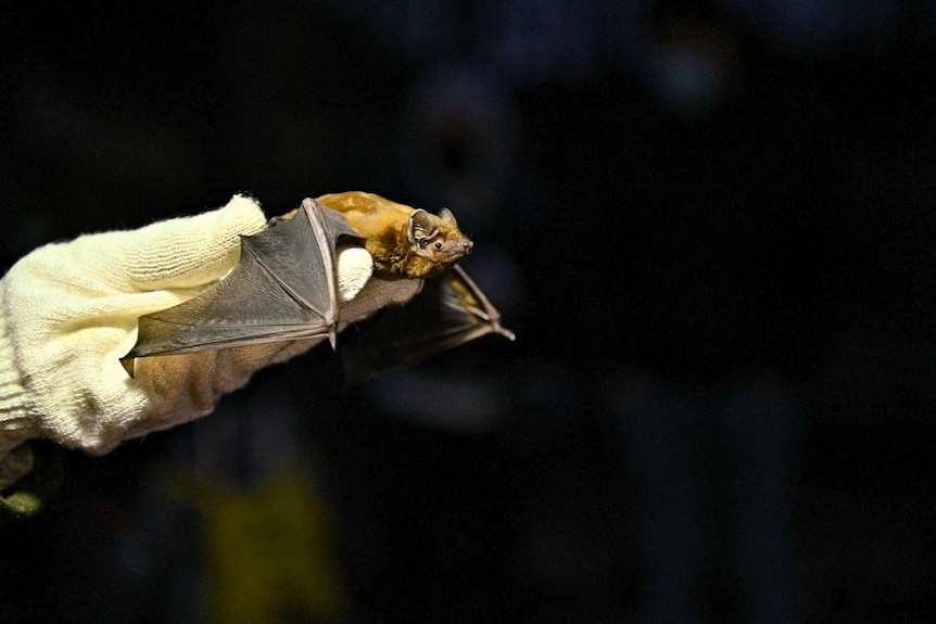 A person wearing a glove holds a Barbastella bat.