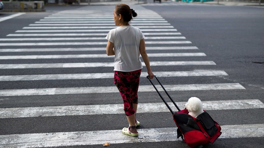 A woman walks her pet dog on a Chinese street using a luggage case.