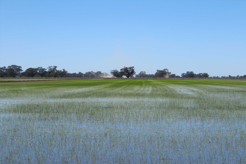 New season's rice crop anchored down