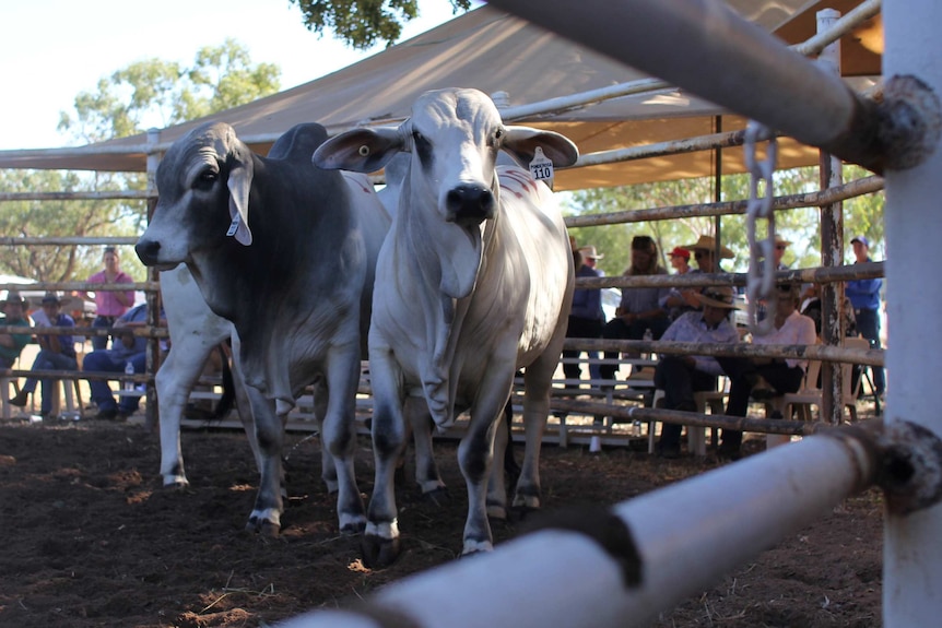 three bulls in a yard.