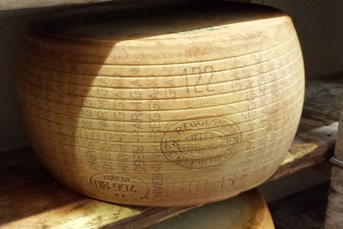 A 40 kilogram wheel of parmesan cheese shits on a wooden shelf