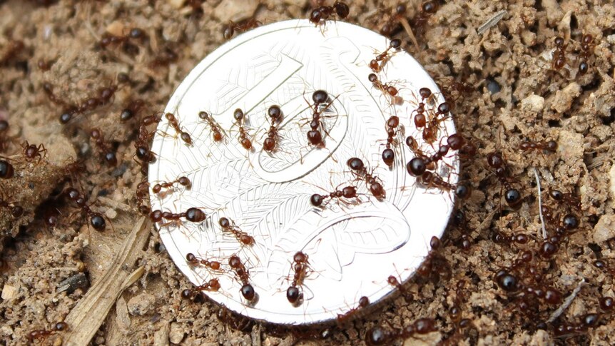 Many fire ants on a ten cent coin.
