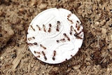 Many fire ants on a ten cent coin.