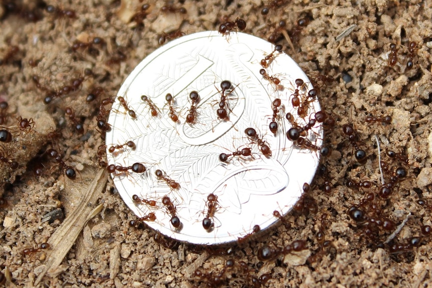 Many fire ants on a 10 cent coin.