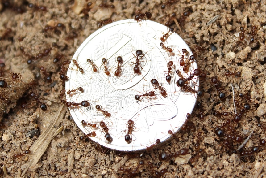 Many fire ants on a ten cent coin.