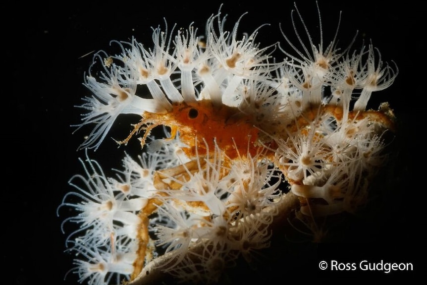 A close-up look at a decorator crab.