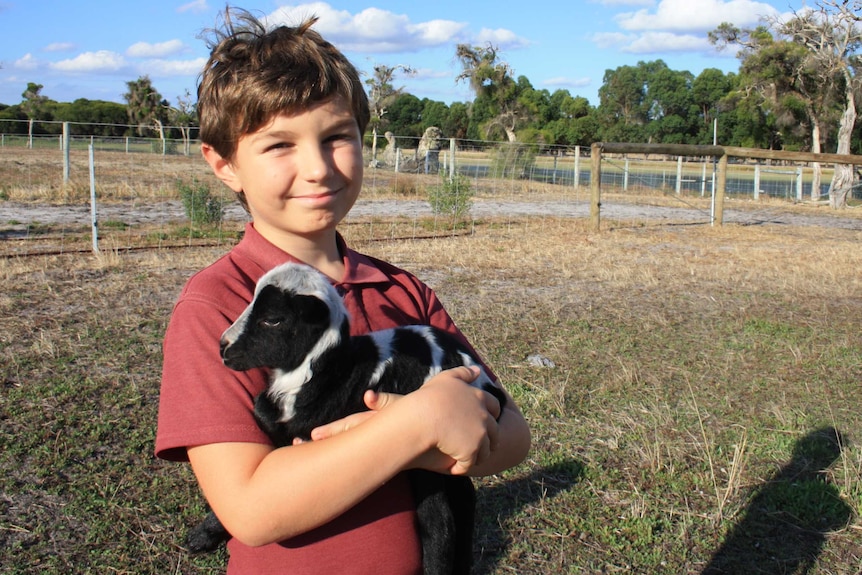 A young boy golds a black and white lamb in a paddock