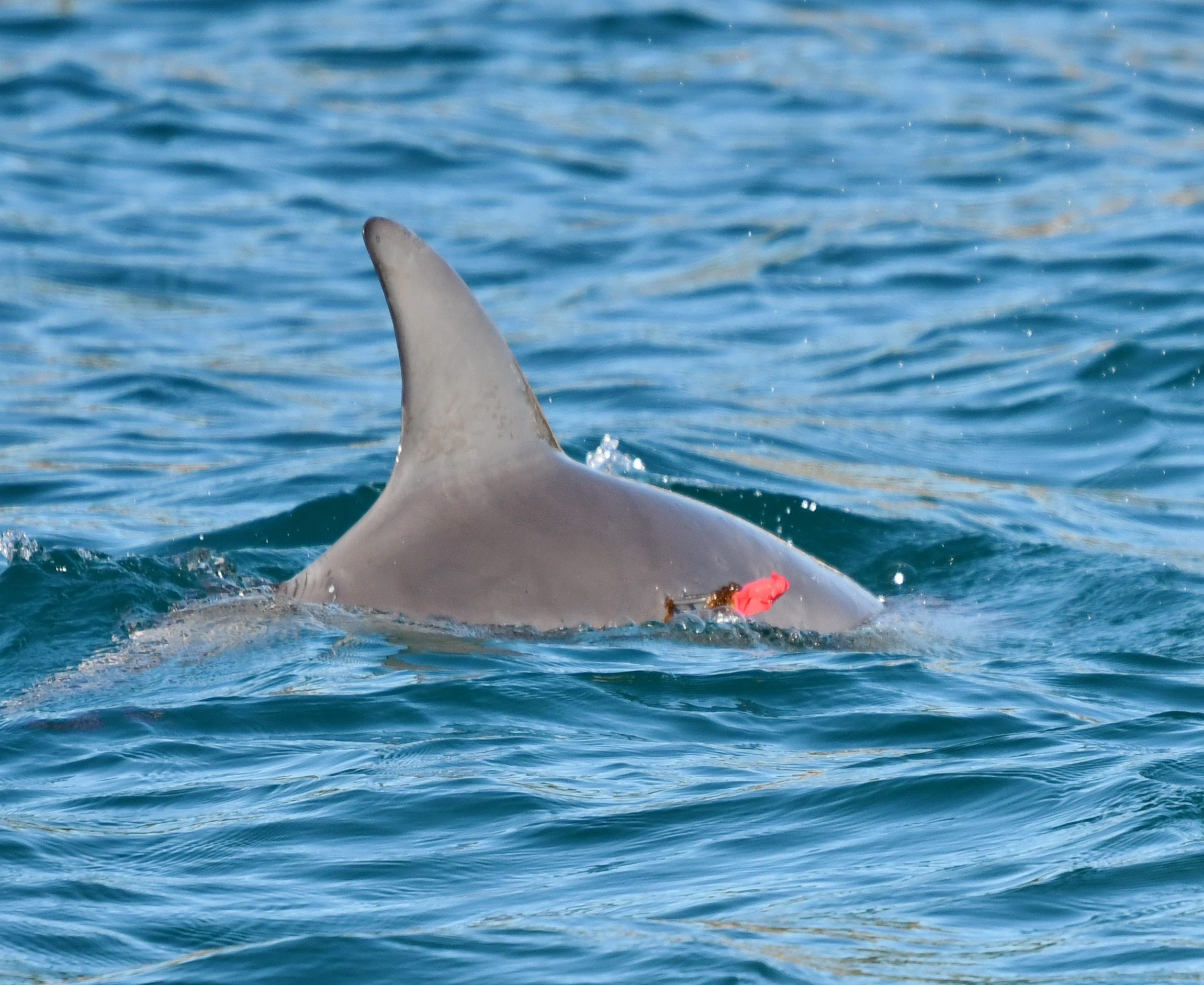 A close up of a dolphin's fin, in water, with a red wound. 
