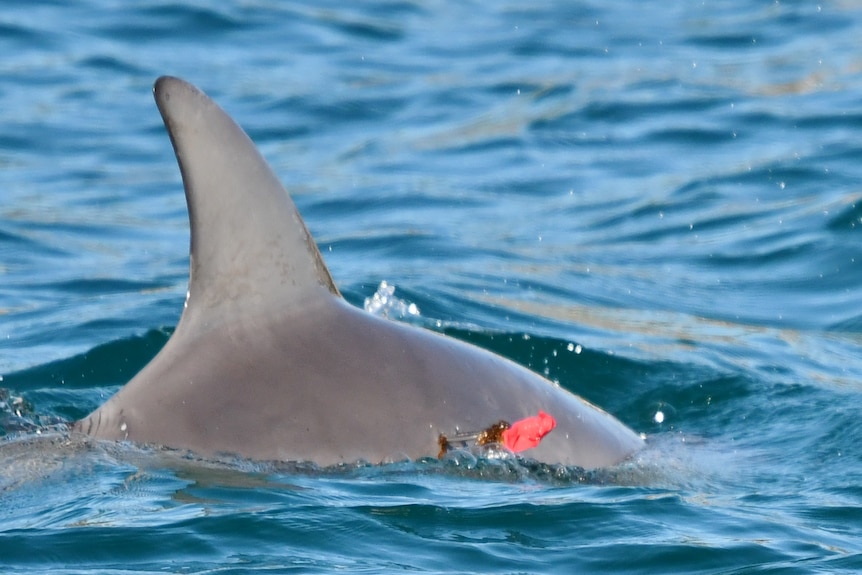 A close up of a dolphin's fin, in water, with a red wound. 