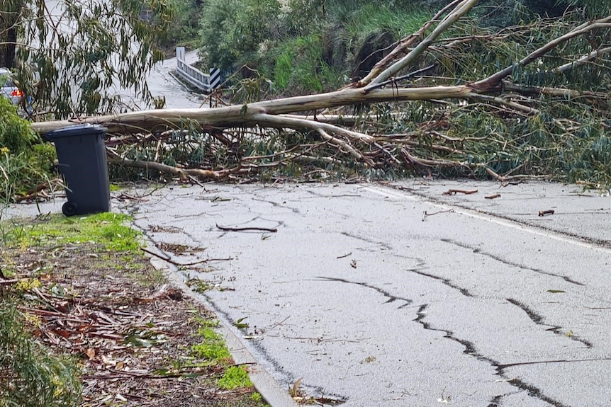 A photo of a large gum tree fallen across a cracked bitumen road.