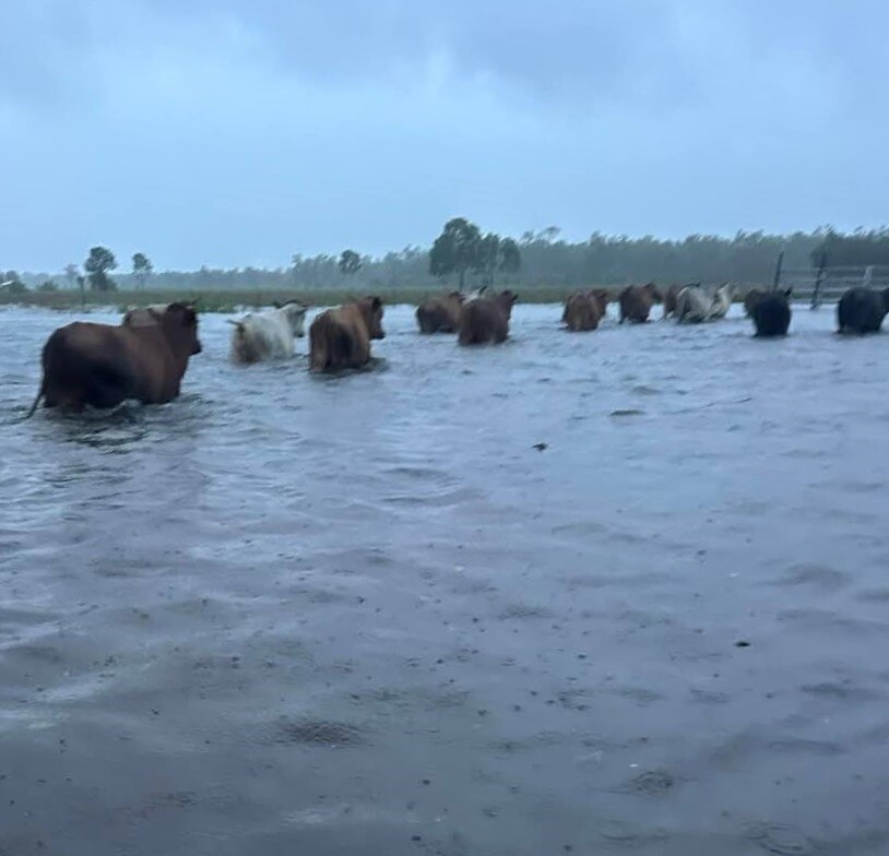 A small herd of cattle is wading through flood water up to their bellies 