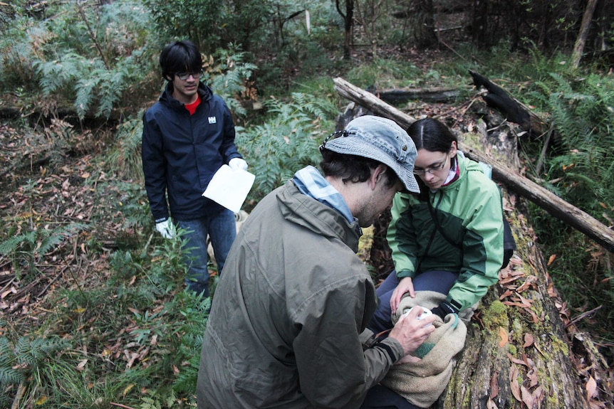 Checking a possum for a microchip