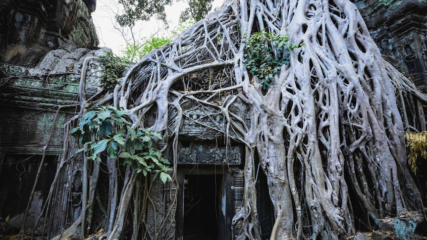 tree roots grow over a temple entrance
