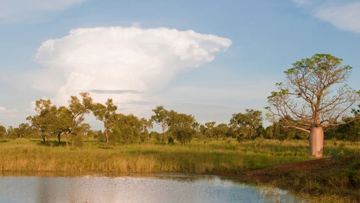 A boab amongst grass beside a dam, while a big cloud builds up in the sky