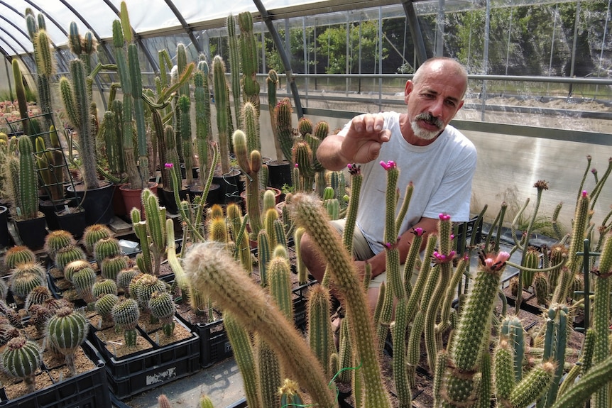 Andrea Cattabriga, President of the Association for Biodiversity and Conservation, examines his homegrown rare cacti 