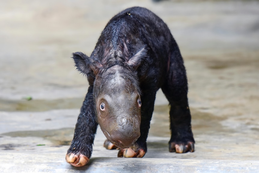 A new born Sumatran rhino gingerly walking over concrete