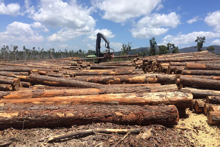 About 80 per cent of HQ Plantations timber was damaged by the impact of Cyclone Marcia.