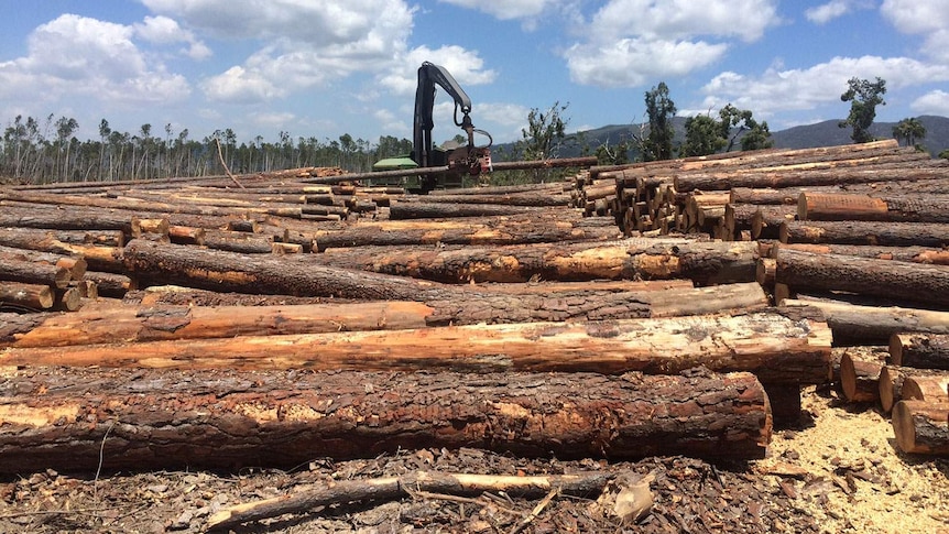 About 80 per cent of HQ Plantations timber was damaged by the impact of Cyclone Marcia.
