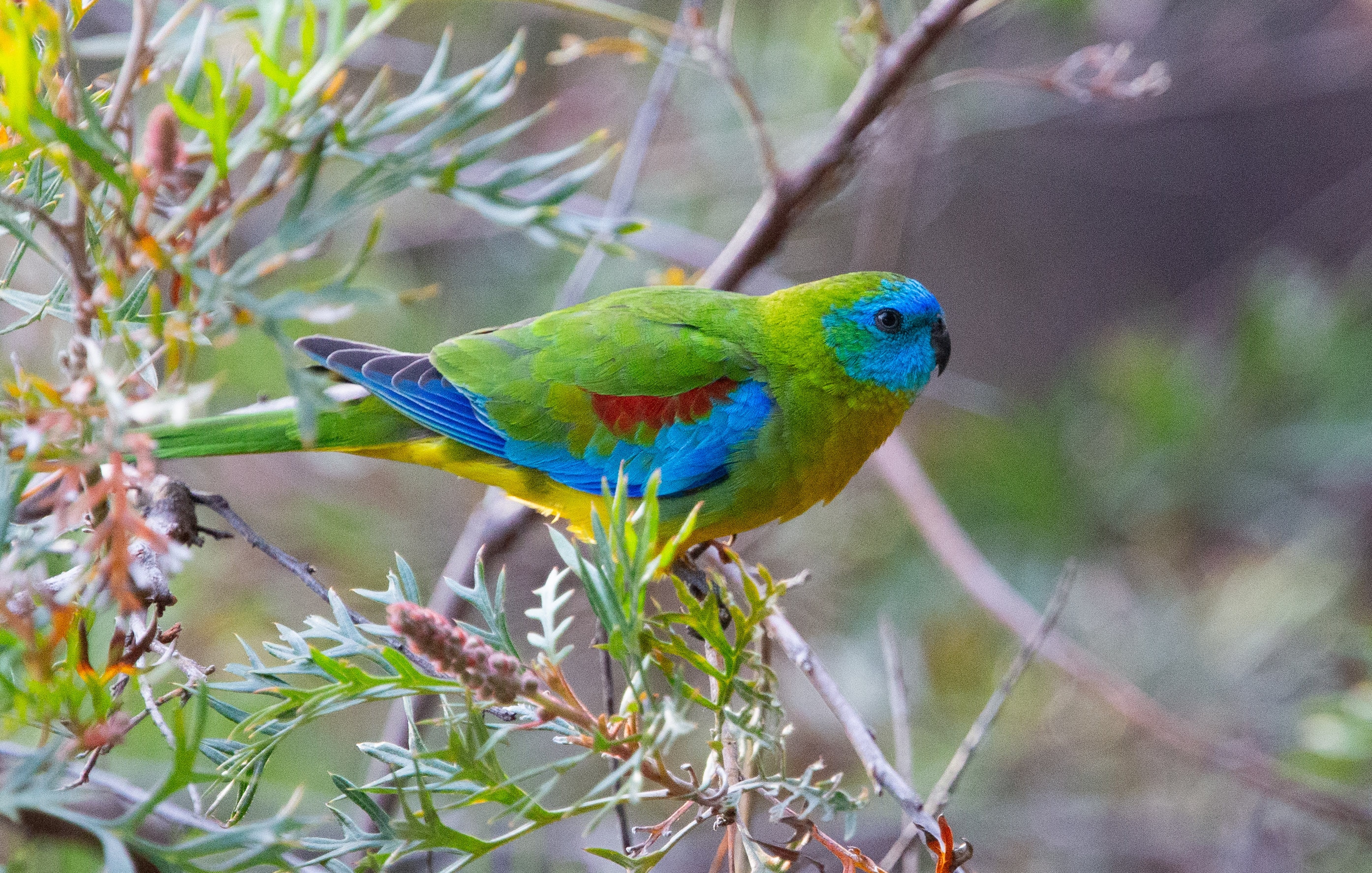 Green parrot with turquoise face and bright blue wing highlights.