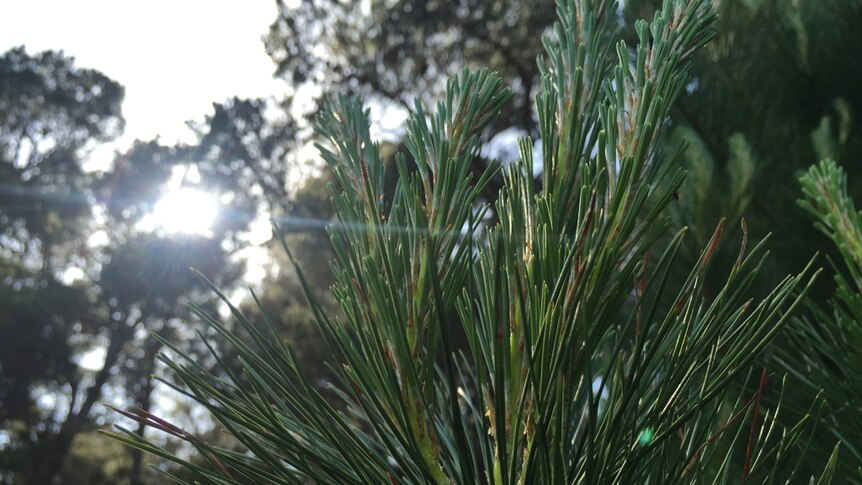 South Australian pine trees