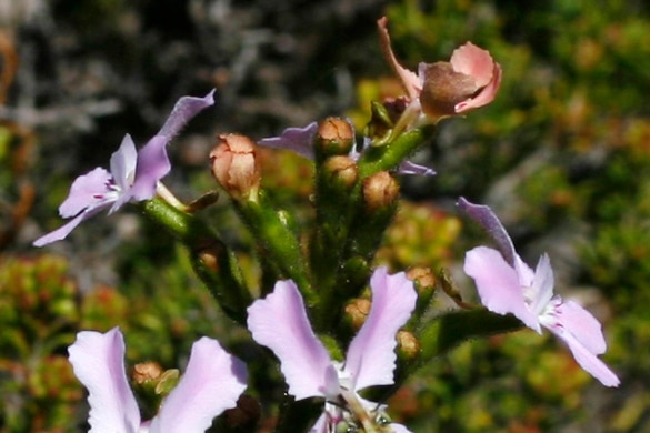 A picture of a trigger plant, Stylidium maritimum, a coastal species, pictured pollinating a native bee.