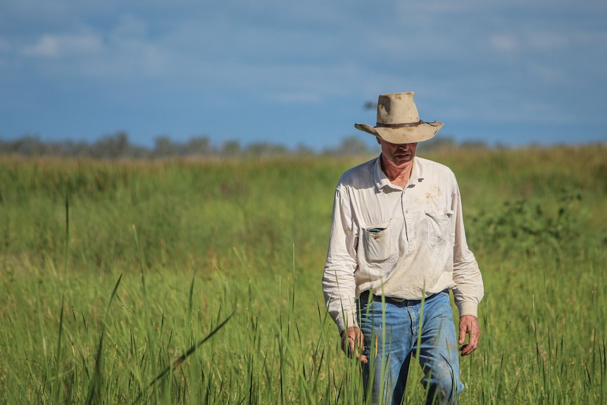A man in jeans, white stained shirt and wide brimmed hat walks through a green marsh, blue skies. 