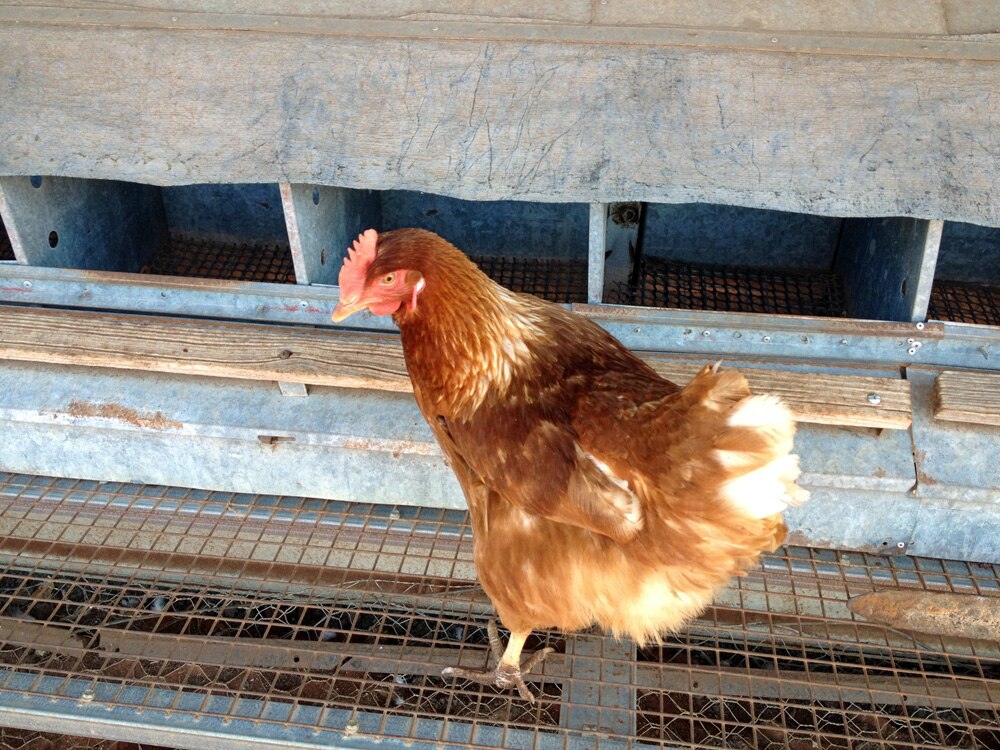 Warm weather a challenge for free range egg farmers - ABC News