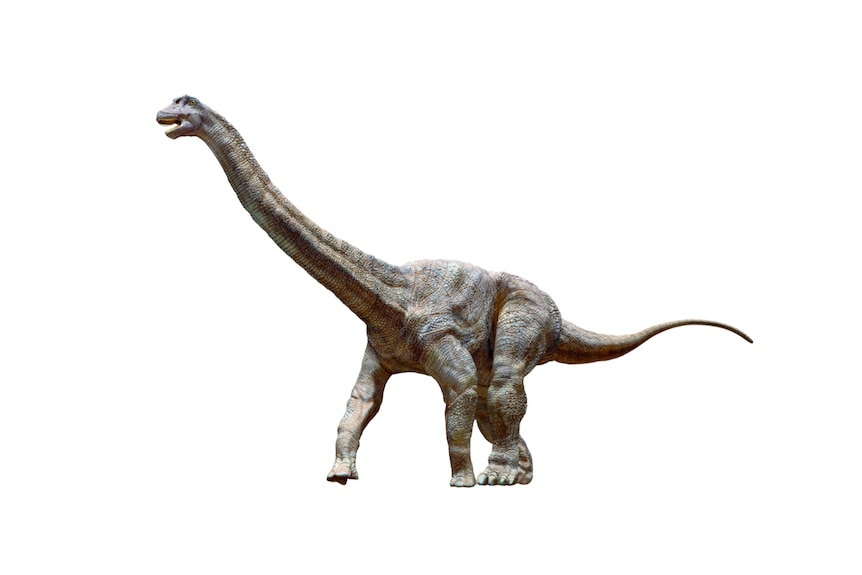 A picture of a wintonotitan wattsi sauropod long neck dinosaur. 
