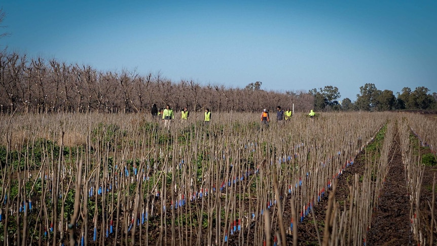 Backpackers working on a pecan farm near Moree, NSW