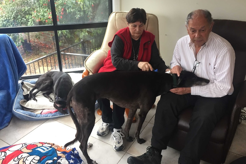 Janet and Peter Flan brushing a greyhound.