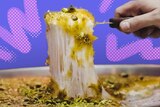 A hand pulls a piece of a cheesy dessert called knafeh from a large plate, in front of a purple background