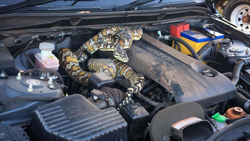 A large snake wrapped around the engine bay of a car.