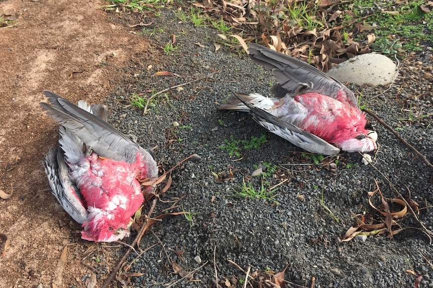 Two dead birds lie on the ground in the town of Natimuk
