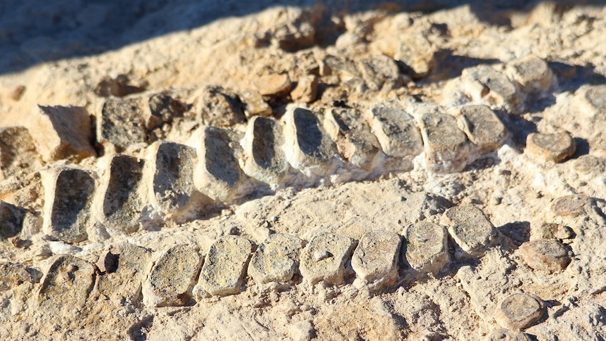 Paddle bones of the rare ichthyosaur lie in the dirt.