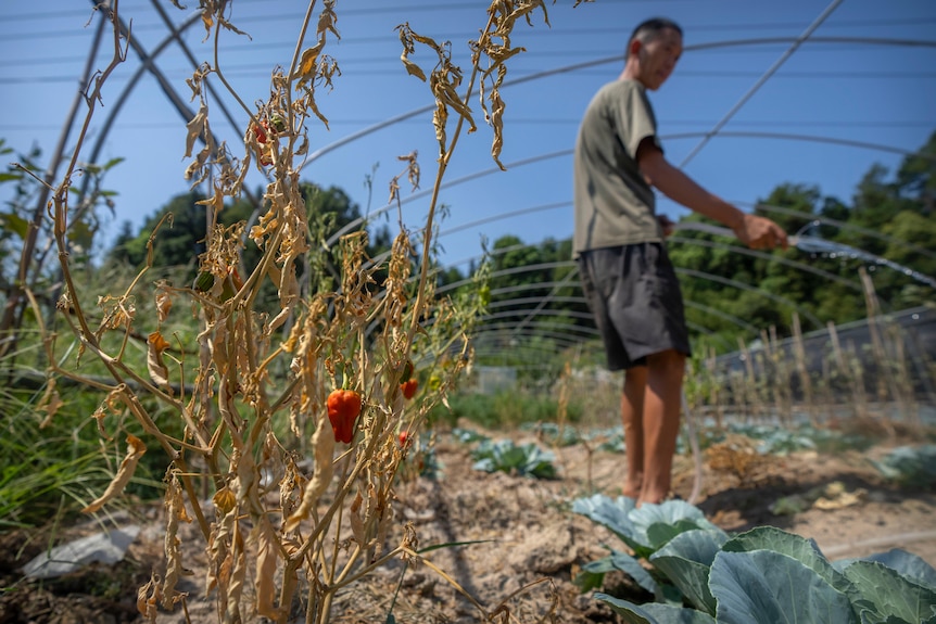 In foreground a wilted plant with dying red chilis on it, while a man waters cabbages in a greenhouse background 