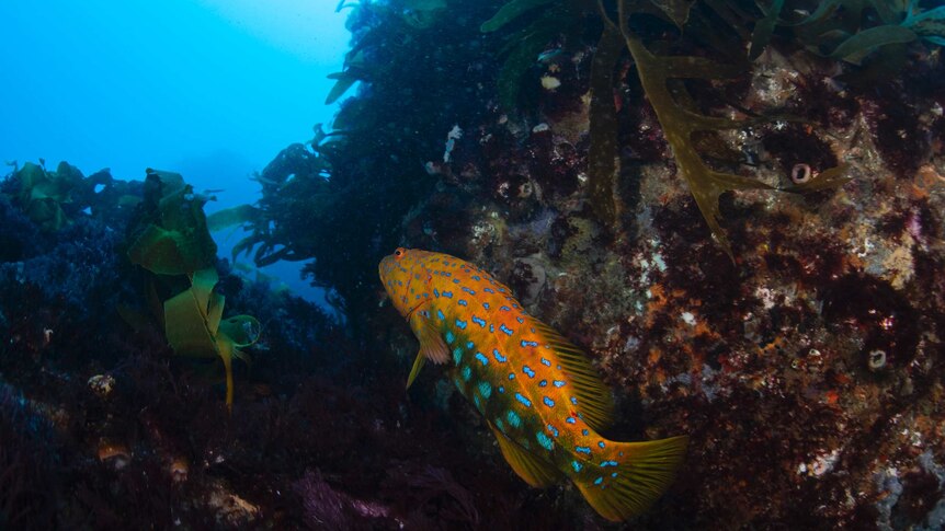 An orange and blue fish swims among kelp.