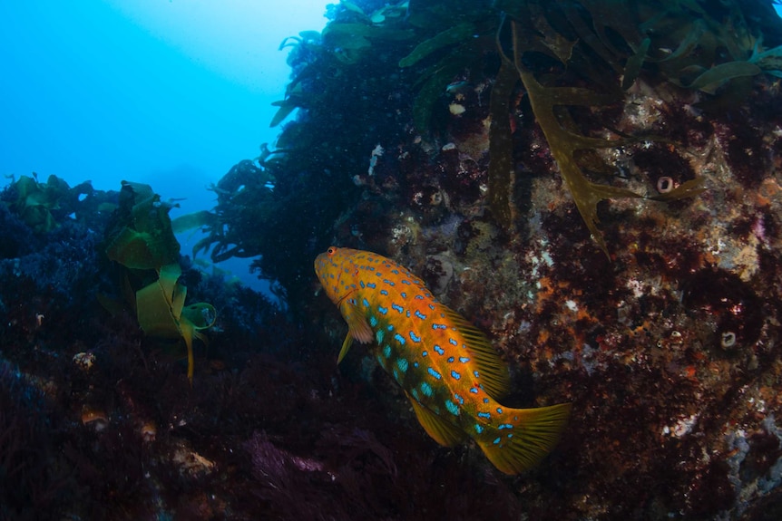 An orange and blue fish swims among kelp.