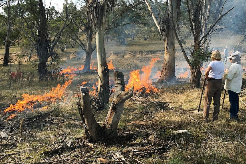 Burning the leaf litter in a stand of ribbon gum