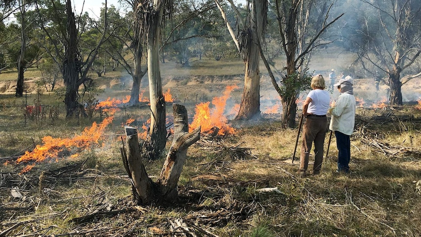 Burning the leaf litter in a stand of ribbon gum