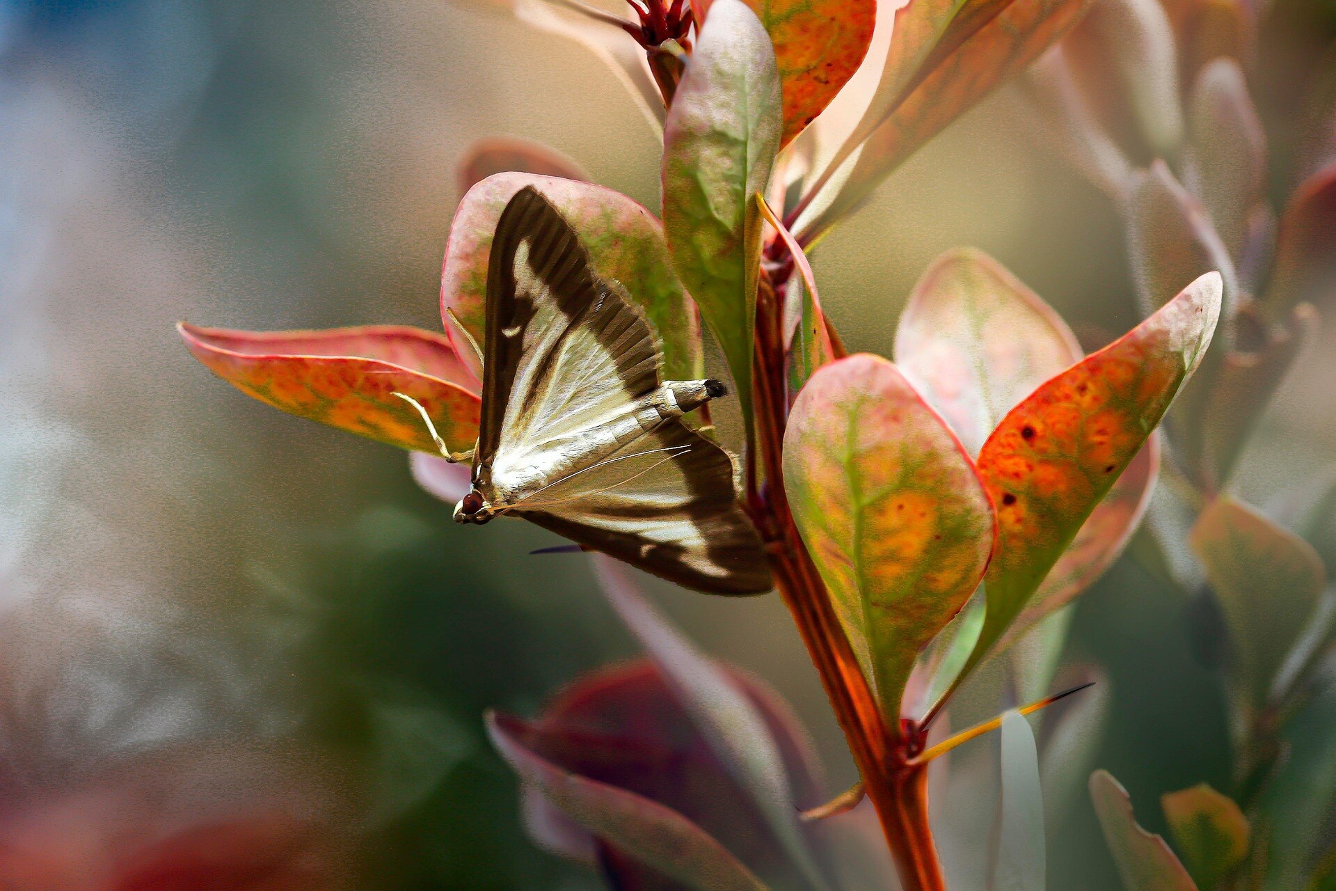 Butterfly with brown and white wings resting on reddish-green leaves.