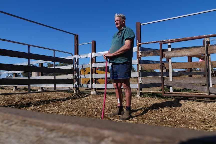 An older man in work gear and boots stands in a cattle pen holding a garden tool.