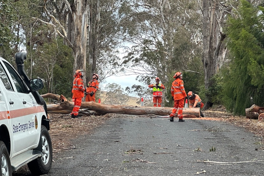 NSW SES were called to trees down from strong winds in the Bega Valley