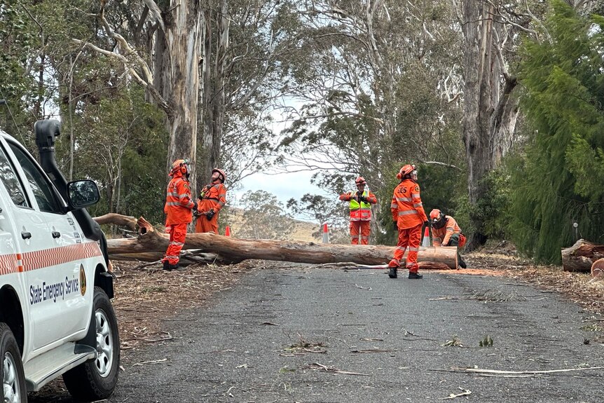 NSW SES were called to trees down from strong winds in the Bega Valley