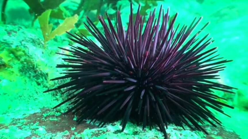 A long-spined sea urchin at Beware Reef