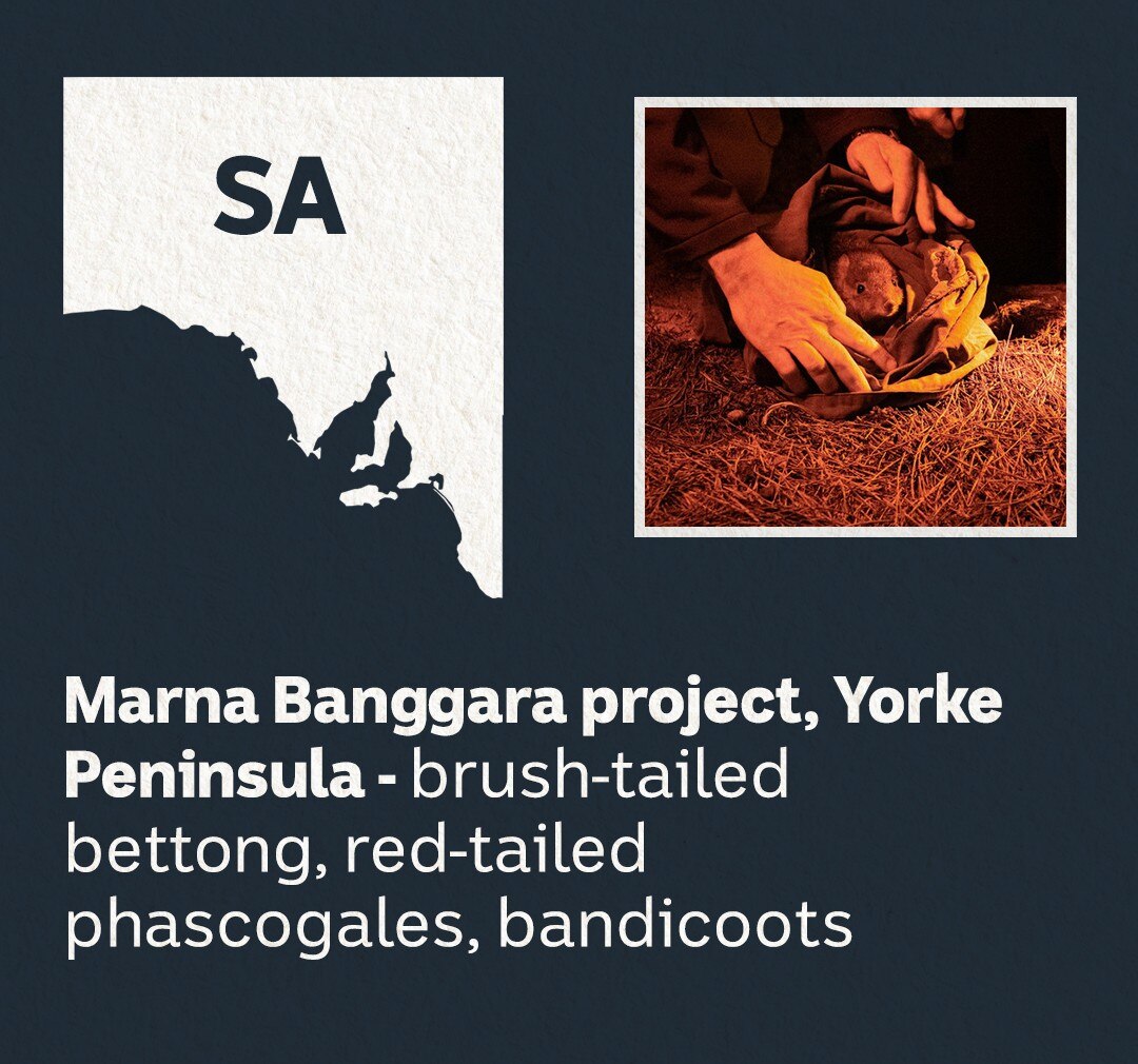 A white map of South Australia with a picture of a marsupial.