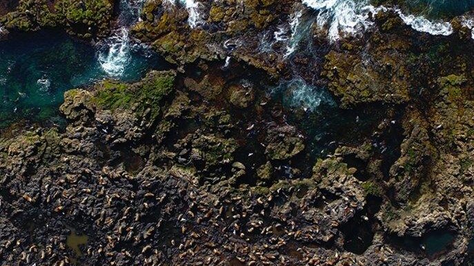 Aerial shot of hundreds of seals on the rocks beside the ocean.