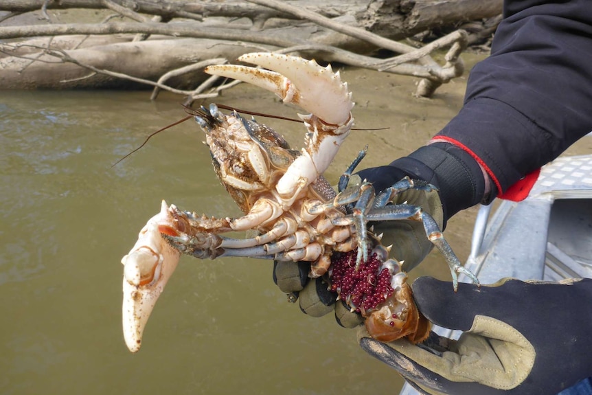 A crayfish with large white claws and lots of dark red eggs under the shell is held above the river by a person wearing gloves.