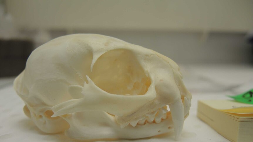 An Asian Wild Cat skull seized in the case against former University of Canberra student Brent Philip Counsell.